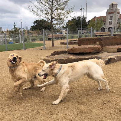 Dog Park at Scissortail Park photo 1